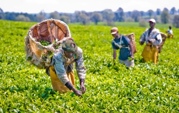 Voluntarios cultivan cultivos para producir alimentos para las escuelas.