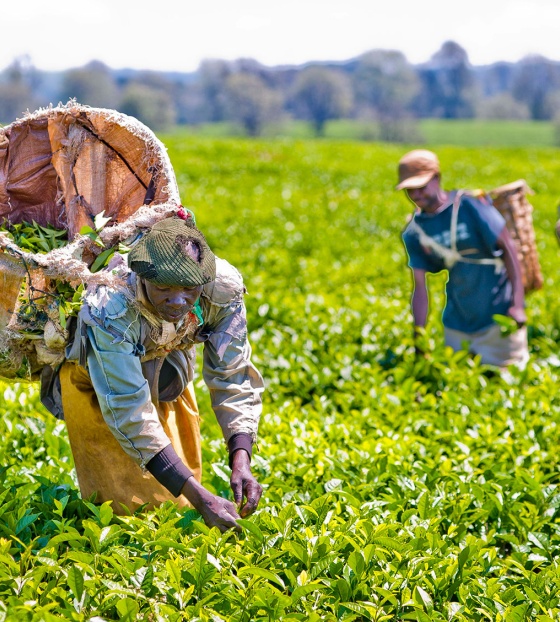 Voluntarios cultivan cultivos para producir alimentos para las escuelas.