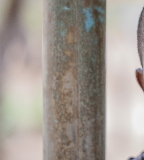 Educando a la próxima generación de niños en Zambia